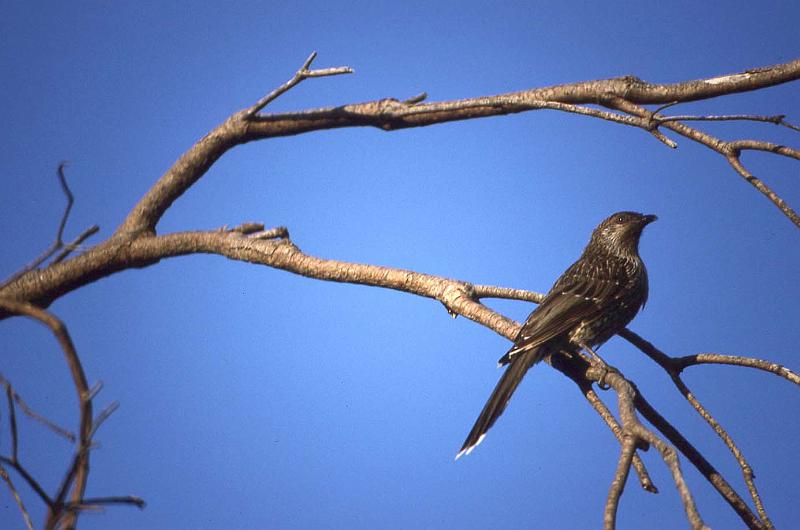 WT 0400 080-13 Australia.jpg